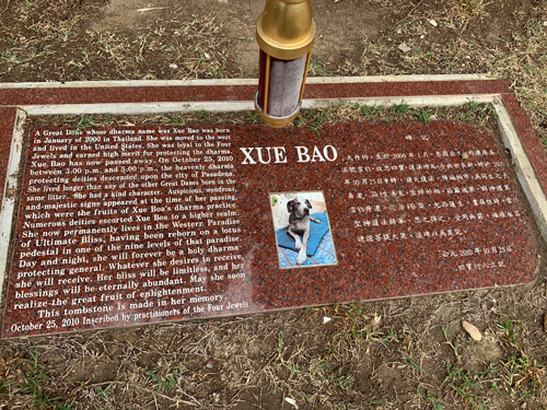 [Photograph of a cut red granite stone with
white lettering commemorating a dog named "Xue Bao," depicted in a photograph at
the center; on the right side, a text in Chinese characters; on the left side, a
text in English, reproduced below.]