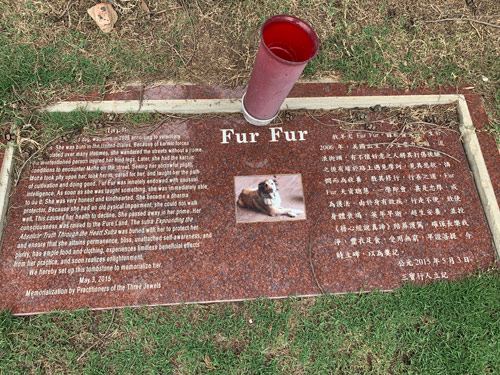 [Photograph of a cut red granite stone with
white lettering commemorating a dog named "Fur Fur," depicted in a photograph at
the center; on the right side, a text in Chinese characters; on the left side, a
text in English, reproduced below.]