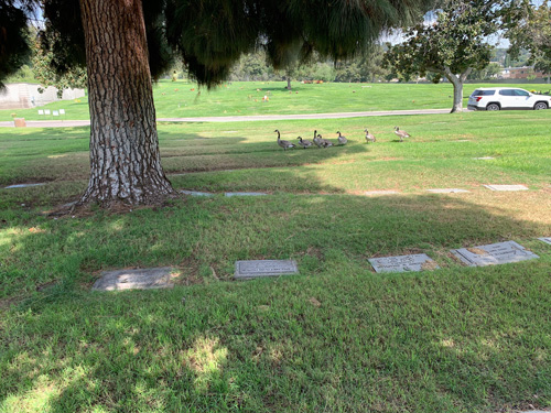 [A group of geese cross a green
lawn set with row after row of copper grave markers.]