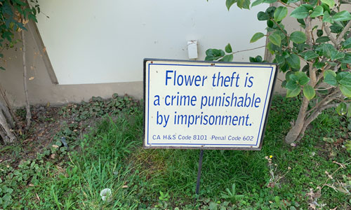 [Sign placed against a wall
warning that "Flower theft is a crime punishable by imprisonment."]
