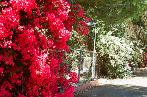 ["Around LA" page footer
photograph. Fence overgrown with bourgainvillea overlooking the expo line at the
end of a residential street.]