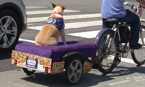 [Misc. photograph 63. "Gettin passed by a lazy dog" on Ocean Avenue in Santa Monica.]